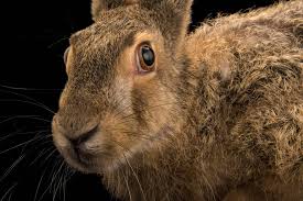 Attēlu rezultāti vaicājumam “Lepus europaeus”