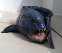 Image result for Anarhichas lupus