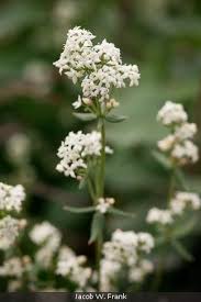 Attēlu rezultāti vaicājumam “Galium boreale fruit”