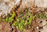 Attēlu rezultāti vaicājumam “Tortula subulata”