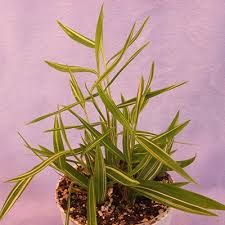 Attēlu rezultāti vaicājumam “Pogonatum nanum”