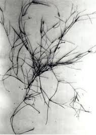 Attēlu rezultāti vaicājumam “Potamogeton trichoides”