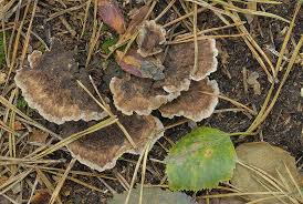 Attēlu rezultāti vaicājumam “Thelephora terrestris”