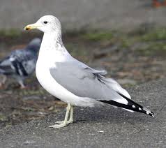 Attēlu rezultāti vaicājumam “Larus ridibundus adult”