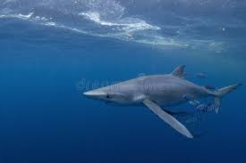 Image result for Prionace glauca