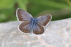 Attēlu rezultāti vaicājumam “Plebejus argus”