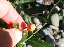 Attēlu rezultāti vaicājumam “Euura acutifoliae”