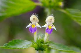 Attēlu rezultāti vaicājumam “Galeopsis speciosa leaf”