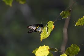 Attēlu rezultāti vaicājumam “Rhopalus maculatus imago”