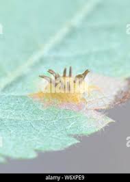 Attēlu rezultāti vaicājumam “Gymnosporangium cornutum”