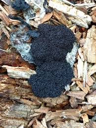 Attēlu rezultāti vaicājumam “Lindbladia tubulina”