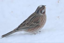 Image result for Emberiza leucocephalos
