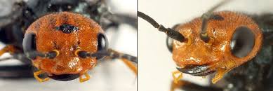 Attēlu rezultāti vaicājumam “Acantholyda erythrocephala”