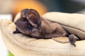 Attēlu rezultāti vaicājumam “Badhamia bethelii macro”