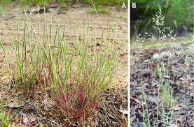 Attēlu rezultāti vaicājumam “Corynephorus canescens”