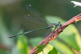 Attēlu rezultāti vaicājumam “Chalcolestes viridis”