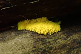 Attēlu rezultāti vaicājumam “Fuligo candida macro”