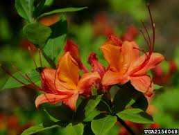Attēlu rezultāti vaicājumam “Rhododendron calendulaceum flower”
