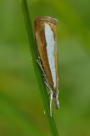 Attēlu rezultāti vaicājumam “Catoptria margaritella”