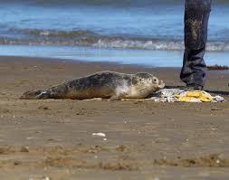 Image result for Isle Of Wight Islanders