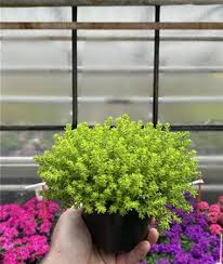 Attēlu rezultāti vaicājumam “Sedum sexangulare flower”