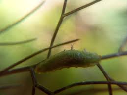 Attēlu rezultāti vaicājumam “Drepanosiphum platanoidis exuvia”