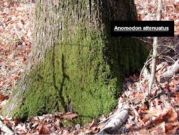 Attēlu rezultāti vaicājumam “Anomodon attenuatus”