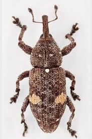 Attēlu rezultāti vaicājumam “Pissodes piniphilus”