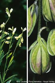 Attēlu rezultāti vaicājumam “Polygala vulgaris leaf”