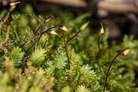 Attēlu rezultāti vaicājumam “Timmia megapolitana”