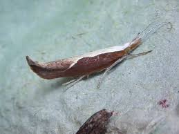 Attēlu rezultāti vaicājumam “Ypsolopha dentella”