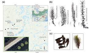 Attēlu rezultāti vaicājumam “Dicranum undulatum”