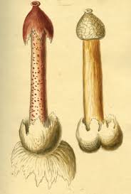 Attēlu rezultāti vaicājumam “Phallus impudicus”