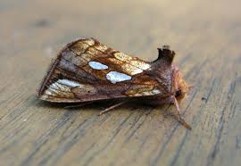 Attēlu rezultāti vaicājumam “Plusia festucae”