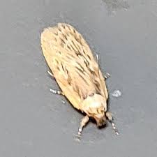 Attēlu rezultāti vaicājumam “Depressaria olerella imago”