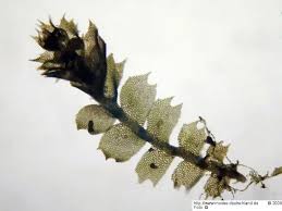 Attēlu rezultāti vaicājumam “Lophocolea coadunata”