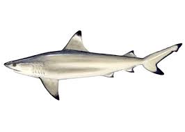 Image result for Carcharhinus melanopterus