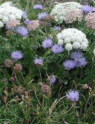 Attēlu rezultāti vaicājumam “Jasione montana leaf”