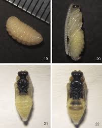 Attēlu rezultāti vaicājumam “Melandrya dubia”