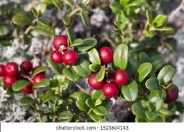 Attēlu rezultāti vaicājumam “Vaccinium vitis-idaea fruit”