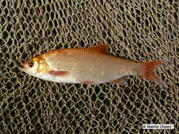 Attēlu rezultāti vaicājumam “Leuciscus idus”