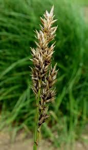 Attēlu rezultāti vaicājumam “Carex appropinquata”