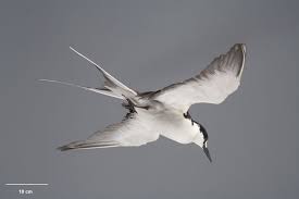 Image result for Onychoprion fuscatus