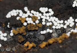 Attēlu rezultāti vaicājumam “Trichia varia spores”