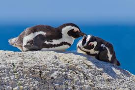 Image result for Spheniscus demersus