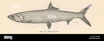 Image result for Elops saurus