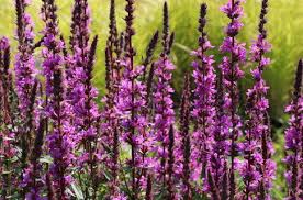 Image result for Blutweiderich