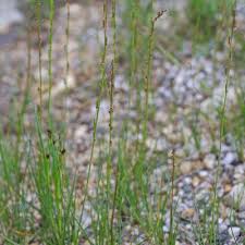 Attēlu rezultāti vaicājumam “Triglochin palustre fruit”
