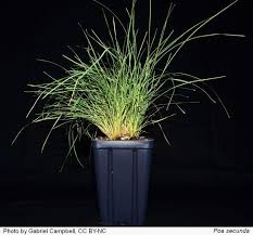 Attēlu rezultāti vaicājumam “Poa remota leaf”