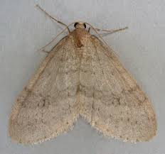 Attēlu rezultāti vaicājumam “Operophtera”